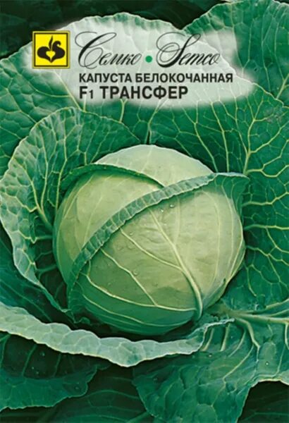 Капуста трансфер описание сорта фото 6575440 - купить по выгодным ценам в интернет-магазине OZON (535882552)