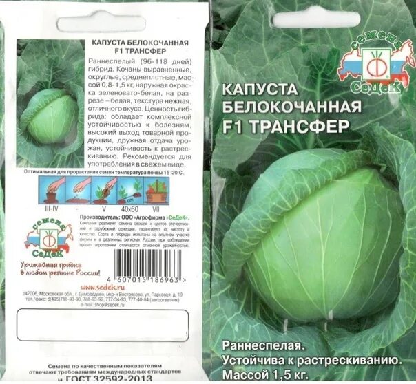 Капуста трансфер описание сорта фото I will sell early cabbage. Sorta steamed, June, transfer. 120 rupees or less. Te