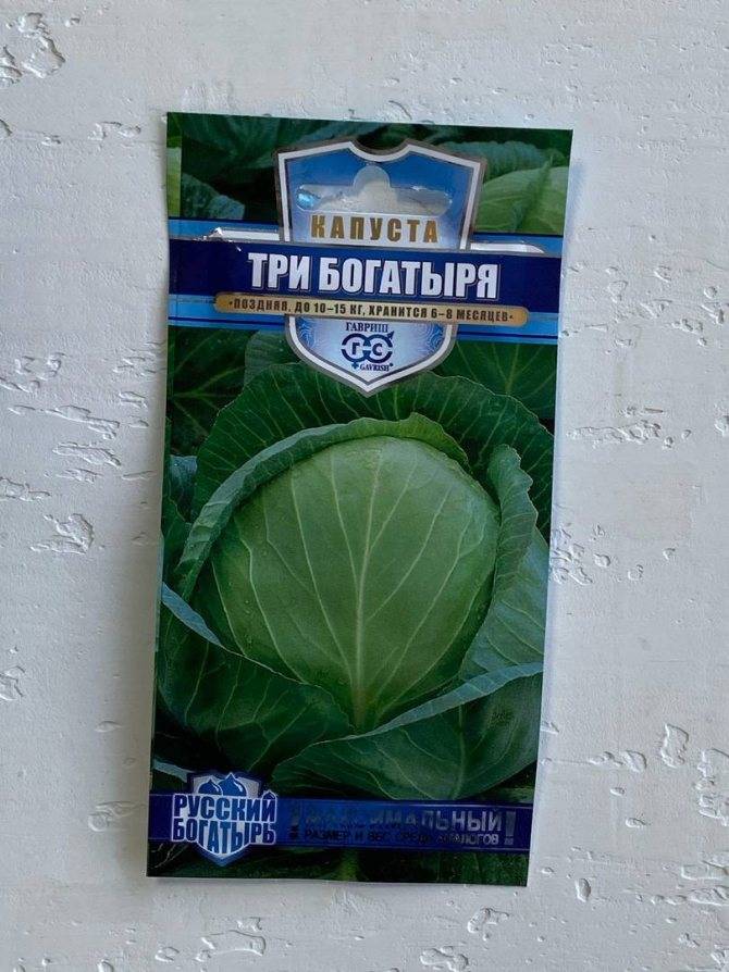 Капуста три богатыря описание сорта фото Капуста три богатыря описание сорта Фитостудия-63.ру