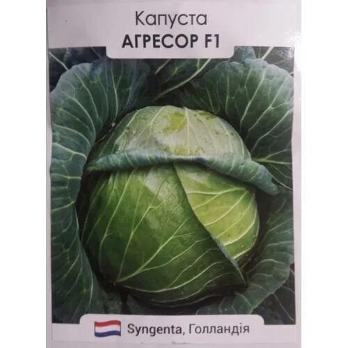 Капуста три богатыря описание сорта фото Три богатыря капуста Фитостудия-63.ру