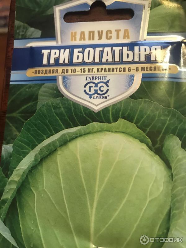 Капуста три богатыря описание сорта фото отзывы Капуста Три богатыря: описание и характеристики сорта, особенности выращивания и