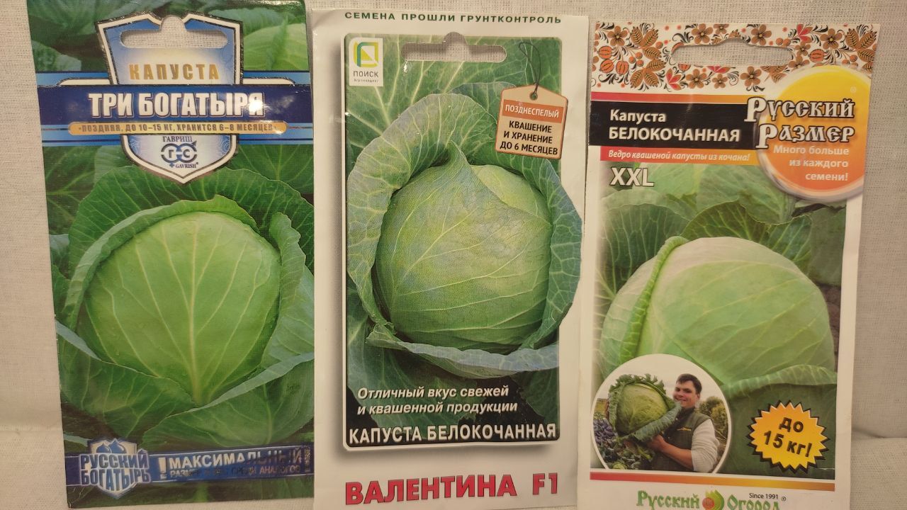 Капуста три богатыря описание сорта фото отзывы Капуста Аэлита капуста_коричнево-красный - купить по выгодным ценам в интернет-м