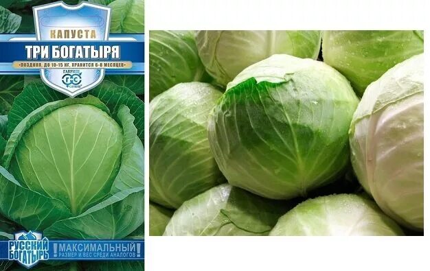 Капуста три богатыря описание сорта фото отзывы Лучшие сорта капусты для заготовок и интересные рецепты: дачнику на заметку Анто