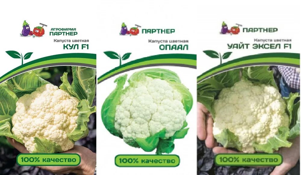 Капуста уайт эксель описание сорта фото Агрофирма Партнер цветная капуста3 - купить по выгодным ценам в интернет-магазин