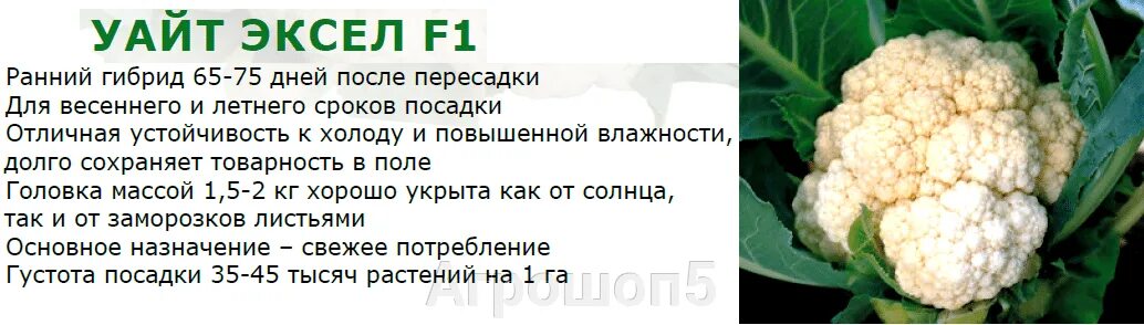 Капуста уайт эксель описание сорта фото Капуста цветная Уайт Эксел F1. 1000 семян. Sakata. Япония. Ранняя - для весенней