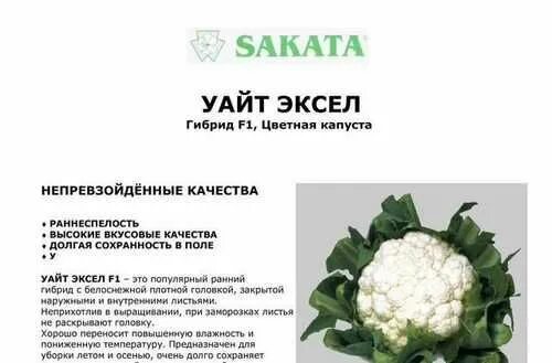 Капуста уайт эксель описание сорта фото Капуста цветная white eksel F1 Sakata Festima.Ru - частные объявления