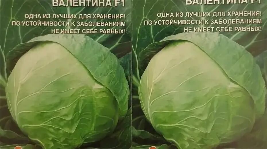 Капуста валентина f1 описание сорта фото отзывы Капуста Валентина описание сорта, фото, отзывы и выращивание - FermaLive.ru