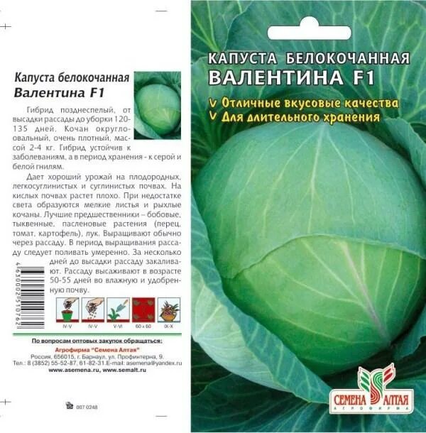 Капуста валентина f1 описание сорта фото отзывы Капуста Валентина/Сем Алт/цп 0,15 гр. Цена за 2 пакетика. Семена овощей