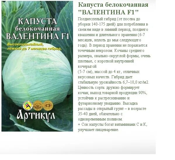 Капуста валентина описание отзывы фото Капуста валентина описание сорта фото отзывы садоводов фото - Arhids.ru
