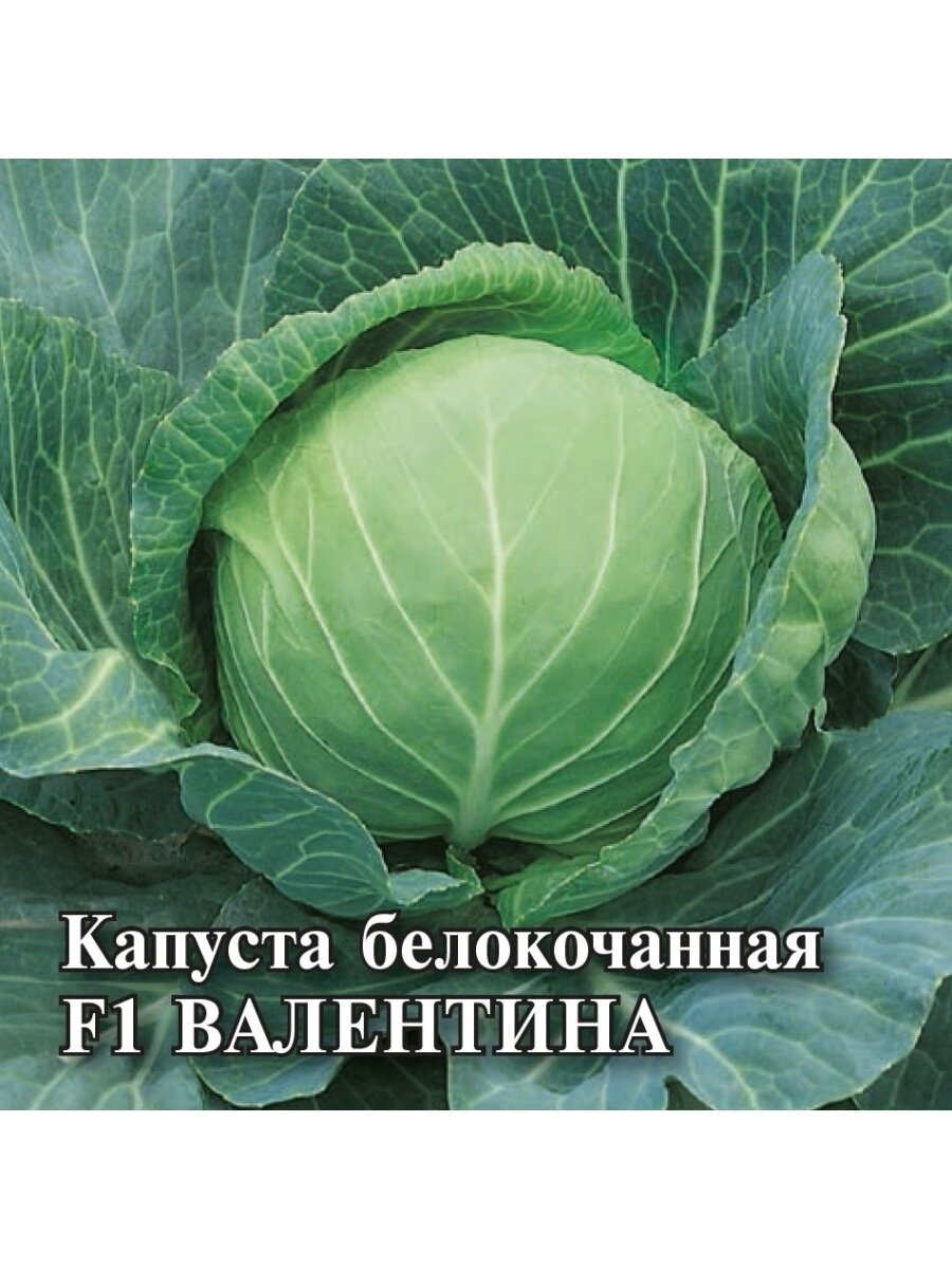 Капуста валентина описание отзывы фото Гавриш, Семена для фермера Капуста белокочанная, Валентина F1, 25,0 грамм - купи