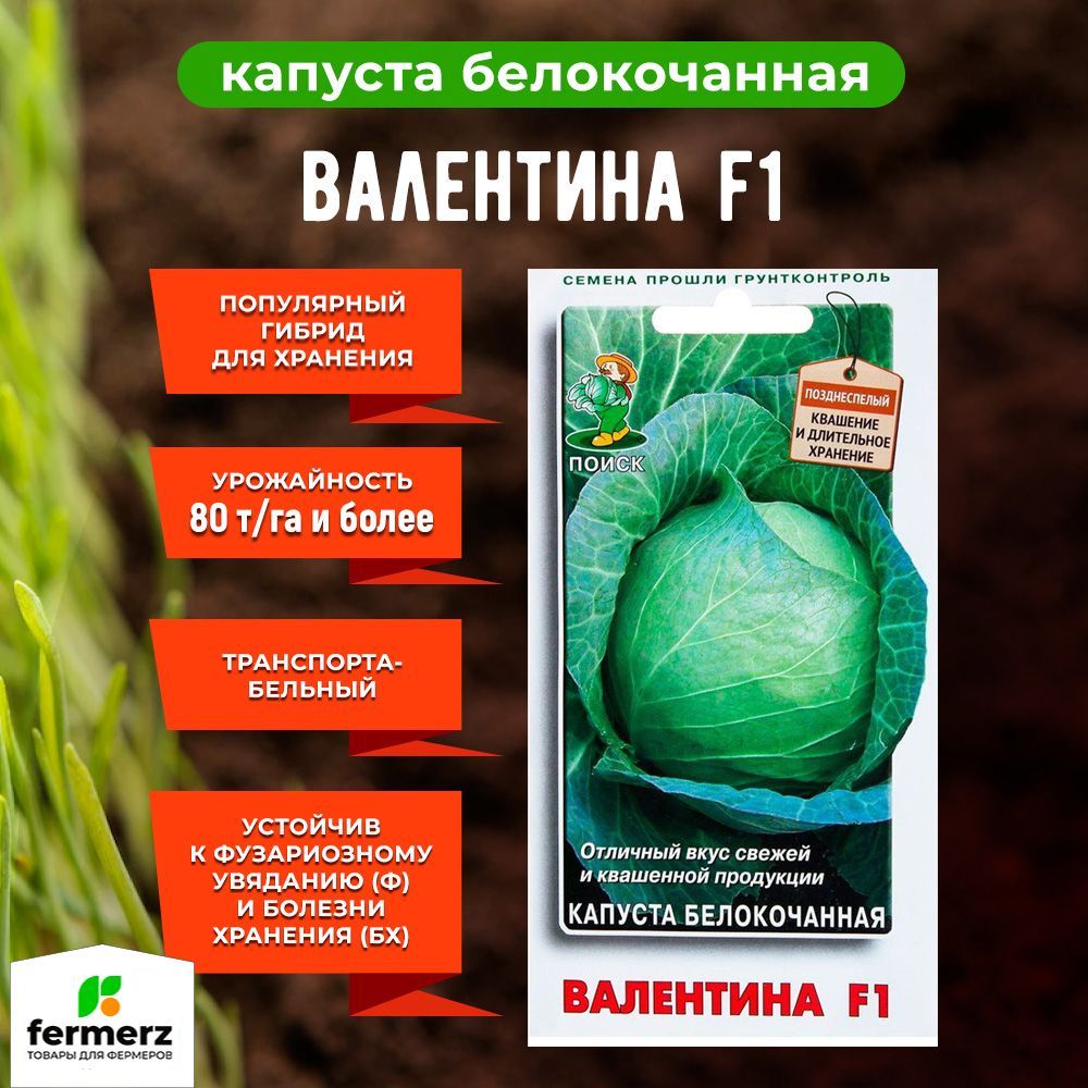 Капуста валентина описание сорта фото Капуста ПОИСК Агрохолдинг Капуста белокочанная-FermerZ_светло-зеленый - купить п