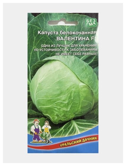 Капуста валентина описание сорта фото отзывы Семена Капуста белокочанная "Валентина F1" поздний, кочан 3,5-5 кг, очень плотны