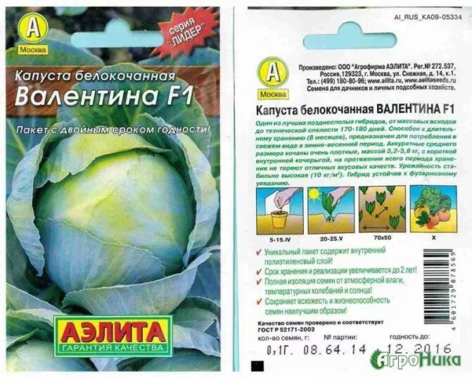 Капуста валентина описание сорта фото отзывы Капуста ВАЛЕНТИНА: отзывы, фото, описание, выращивание, посадка и уход за сортом