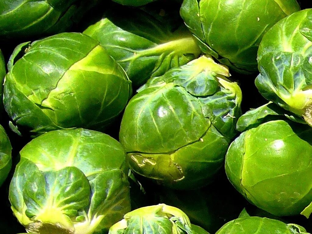 Капуста виды фото брюссельская Капуста брюссельская Вrussels sprouts Diablo - купить семена в интернет-магазине