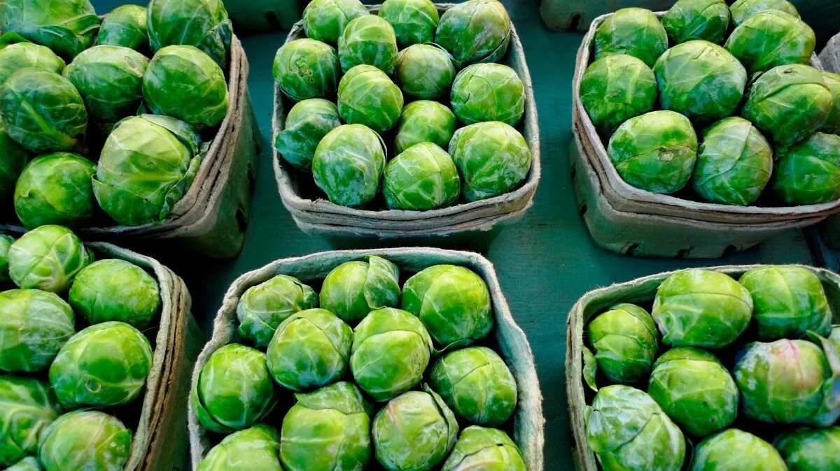 Капуста виды фото брюссельская Growing Brussels Sprouts ThriftyFun