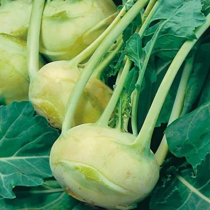Капуста виды фото с названиями кольраби Капуста кольраби Kohlrabi Superschmelz - купить семена в интернет-магазине