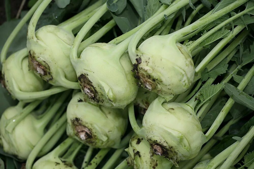 Капуста виды фото с названиями кольраби Капуста кольраби Kohlrabi Аtena - купить семена в интернет-магазине