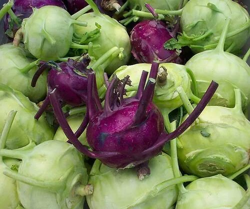 Капуста виды фото с названиями кольраби Winter Vegetable Recipes The Leonard Lopate Show WNYC