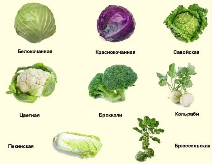 Капуста виды фото с названиями кольраби Брокколи и цветная капуста чем отличаются en 2024