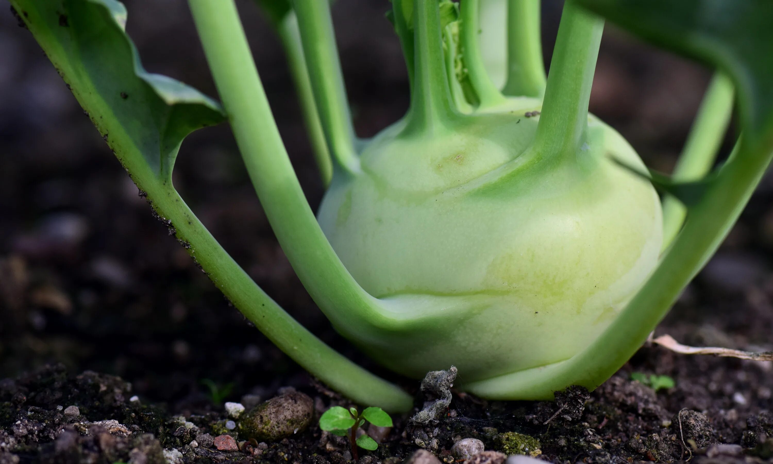 Капуста виды фото с названиями кольраби Kohlrabi, Vegetable plant growing on soil free image download