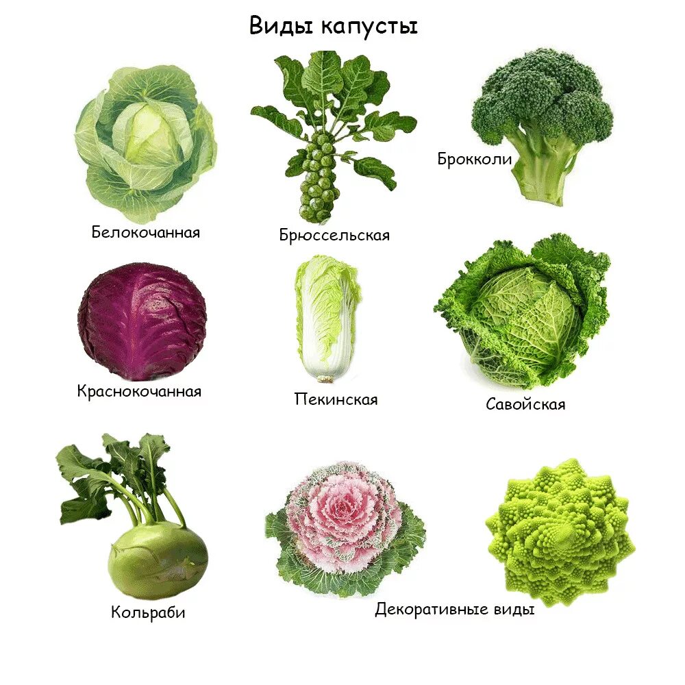 Капуста виды фото с названиями кольраби Разновидности капусты eCookie.ru