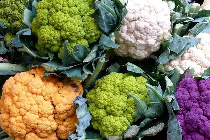 Капуста виды и сорта фото с названиями Blumenkohl - Gesund und kalorienarm Karnabahar, Sebzeler, Brokoli̇