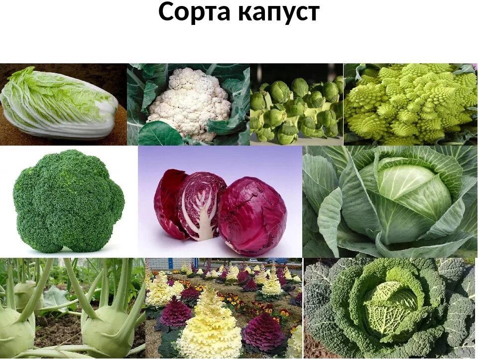Капуста виды и сорта фото с названиями Виды капуст - CoffeePapa.ru