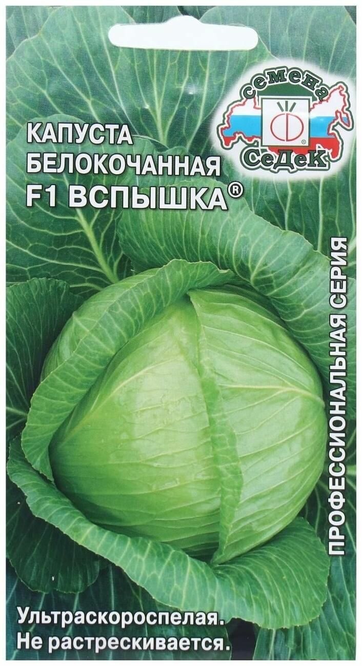 Капуста вспышка описание сорта фото отзывы Капуста б/к "Седек" Вспышка F1 0,3г - купить в интернет-магазине по низкой цене 