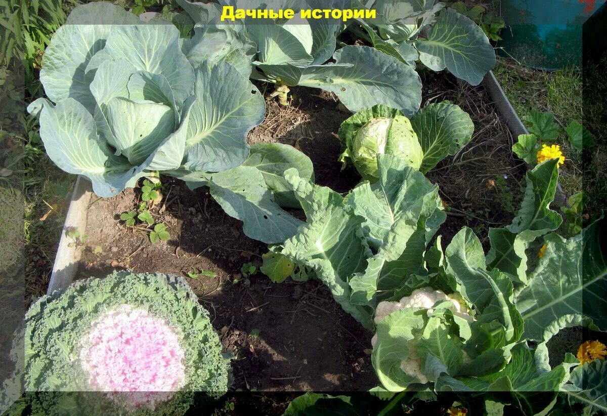 Капуста выращивание и уход фото Капуста гниет, не завязывает кочаны, поражается вредителями. Оперативно решаем э