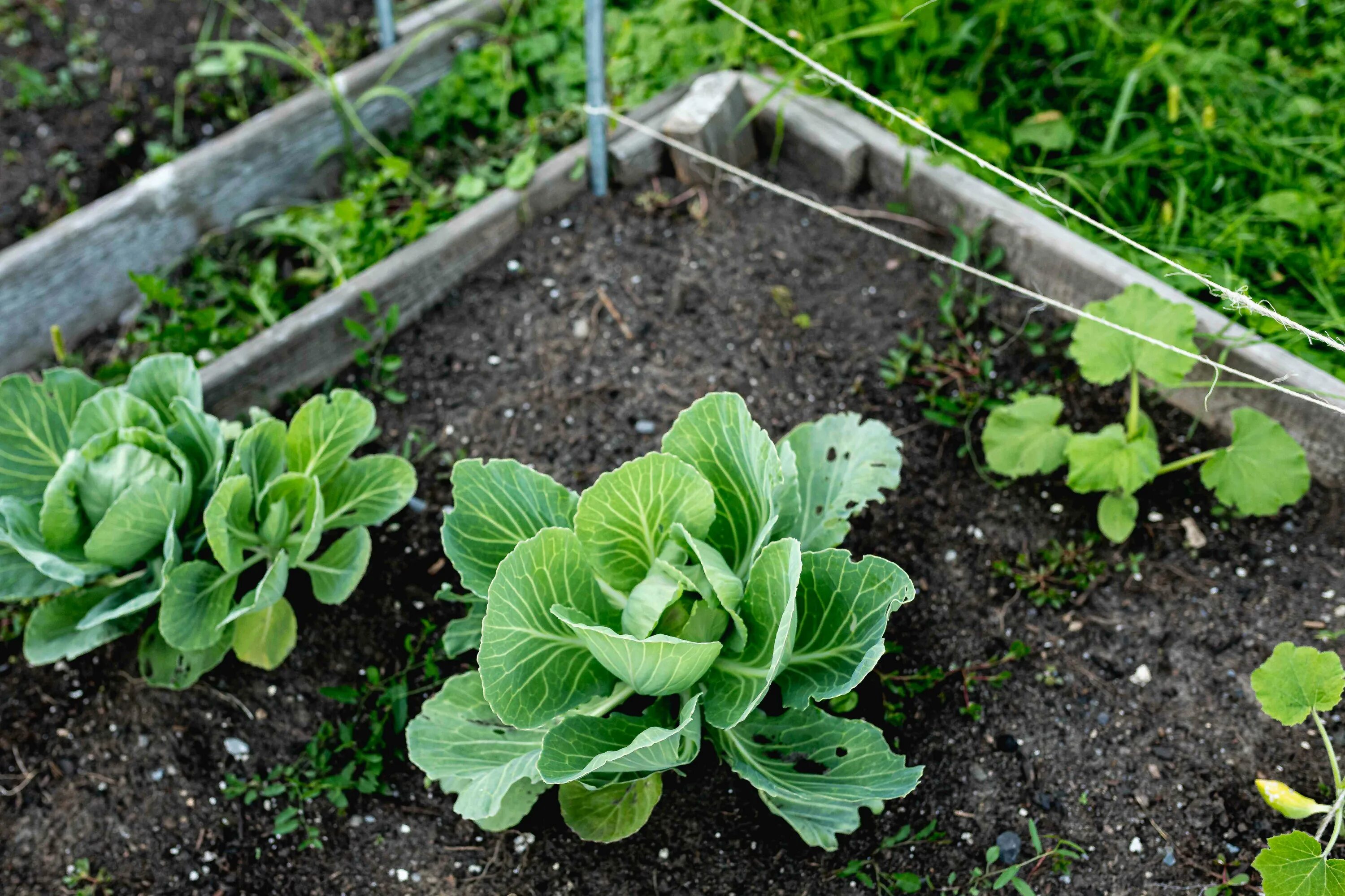 Капуста выращивание и уход фото Cabbage Plant: How to Grow, Care for and Harvest Cabbages