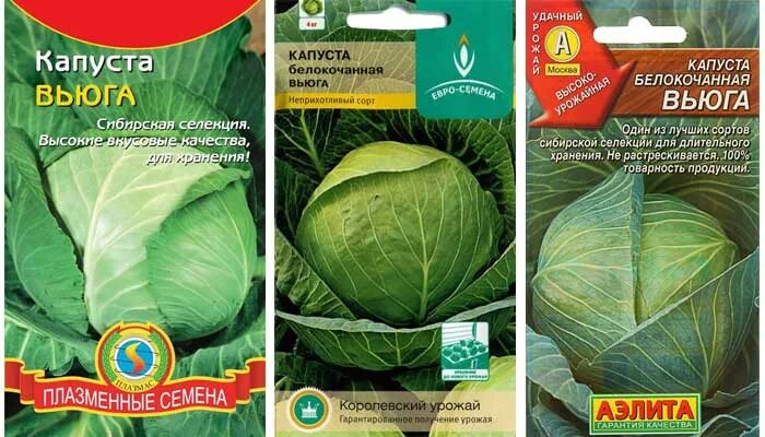 Капуста вьюга описание фото Капуста Завірюха: опис сорту, відгуки, фото і характеристики