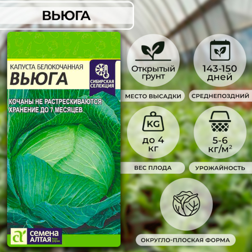 Капуста вьюга описание фото Капуста Вьюга. Описание сорта, фото, отзывы