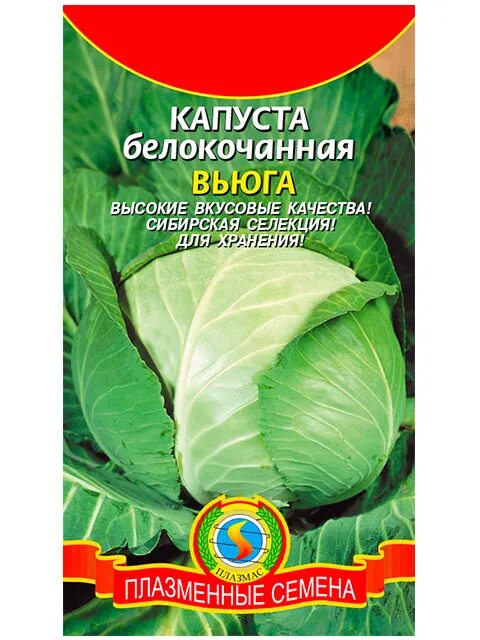 Капуста вьюга описание фото Капуста Капуста Белокочанная