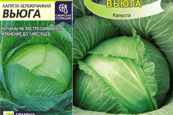 Капуста вьюга описание сорта фото Капуста белокочанная вьюга: найдено 83 картинок