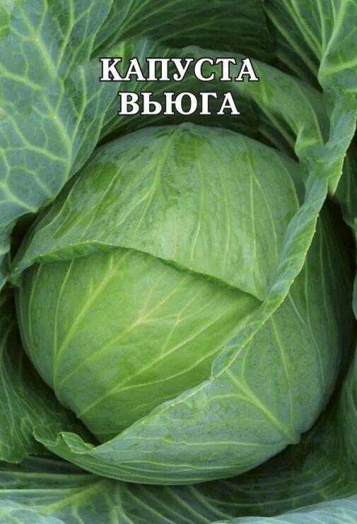 Капуста вьюга описание сорта фото Капуста вьюга фото Molot-Club.ru