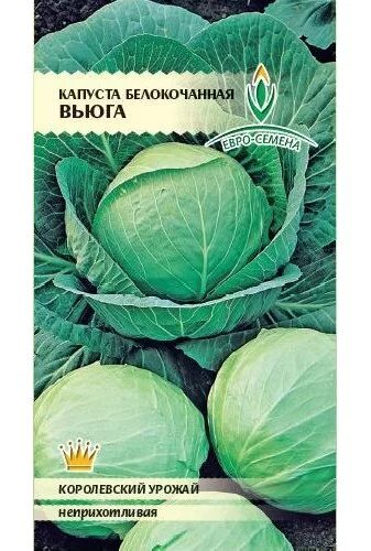 Капуста вьюга описание сорта фото Капуста б/к Вьюга ЦВ/П (ПЛАЗМА) среднепоздний Овощи. Цена за 10 пачек!. Семена о
