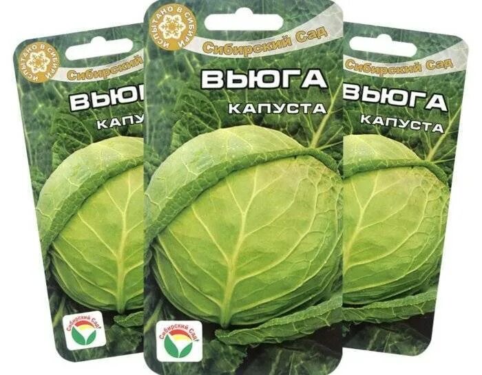 Капуста вьюга описание сорта фото Сорт капусты Вьюга: описание и фото Зеленый рай Фотогалерея природы на dia-logik