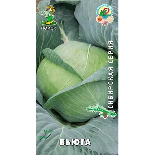 Капуста вьюга описание сорта фото Капуста белокочанная Вьюга Поиск (65376): купить семена почтой в Казахстане инте