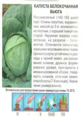Капуста вьюга описание сорта фото отзывы садоводов Капуста вьюга: описание сорта, отзывы, фото и характеристики
