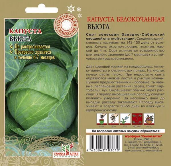 Капуста вьюга описание сорта фото отзывы садоводов Капуста Вьюга СЕМЕНА по 5 руб . ВСЕ!. Товары для сада и огорода