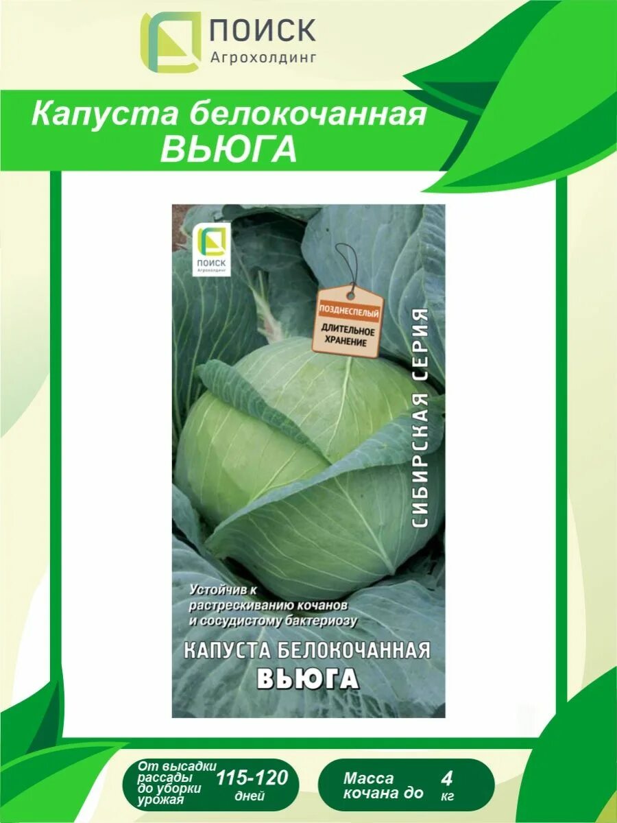 Капуста вьюга отзывы фото Семена Капуста белокочанная Вьюга 0,5 гр. Агрохолдинг Поиск 142736760 купить за 