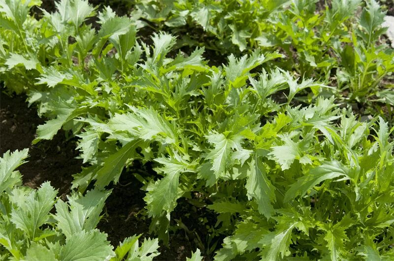 Капуста японская мизуна фото и описание Growing Ideas with Johnny's Selected Seeds: Crop Suggestions for Fall Planting f