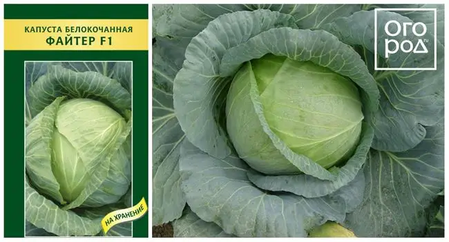 Капуста юбилейная описание сорта фото отзывы Чирс - сорт растения Капуста белокочанная