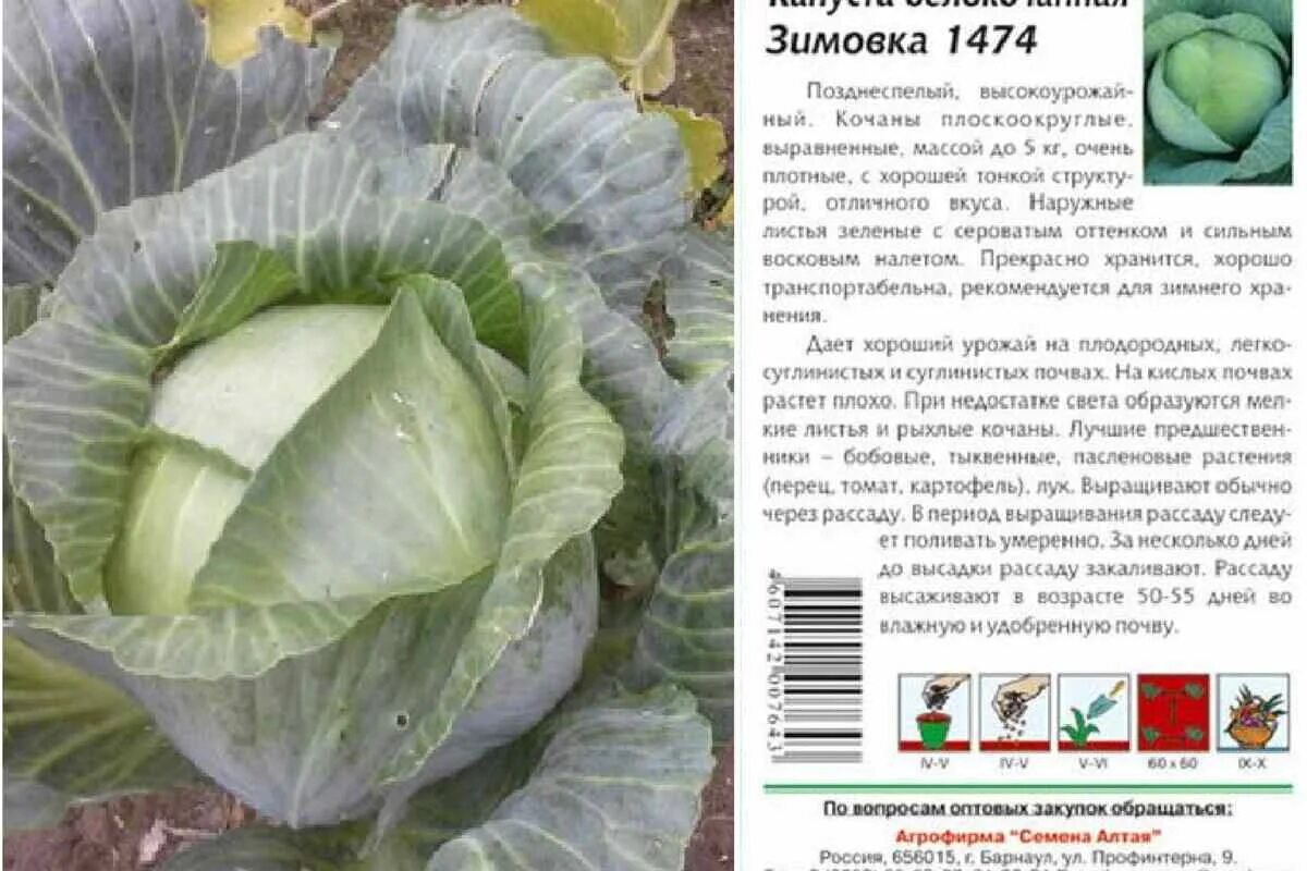 Капуста засолочная описание сорта фото Капуста бурбон фото - DelaDom.ru