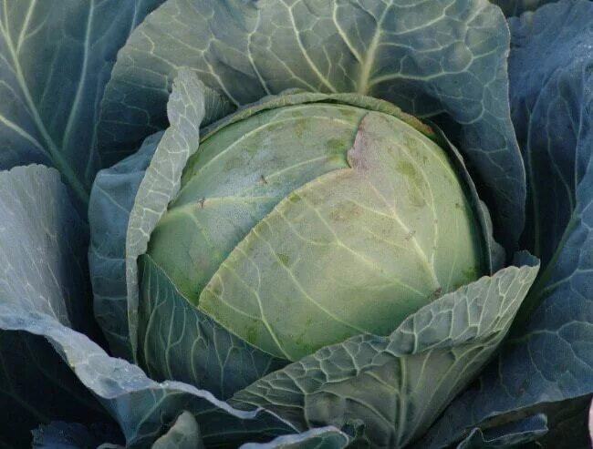 Капуста засолочная описание сорта фото The best varieties of cabbage for pickling and storing