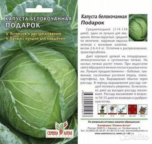 Капуста засолочная описание сорта фото Рассада капусты купить в Лебедяни Товары для дома и дачи Авито