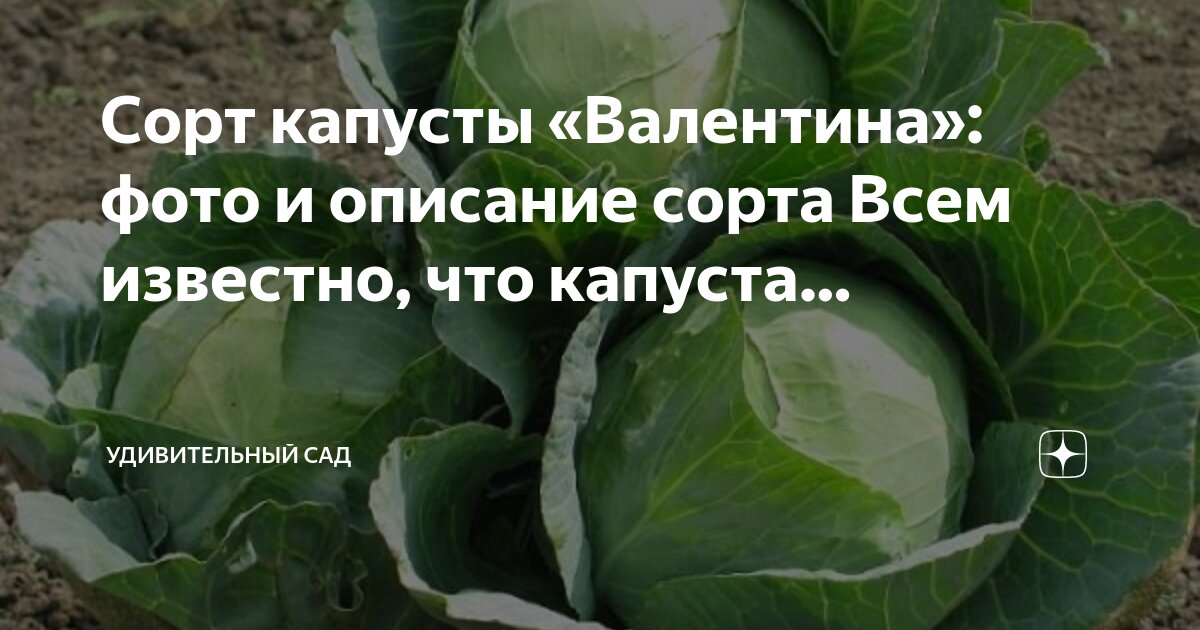 Капуста засолочная описание сорта фото Сорт капусты "Валентина": фото и описание сорта Всем известно, что капуста. Удив