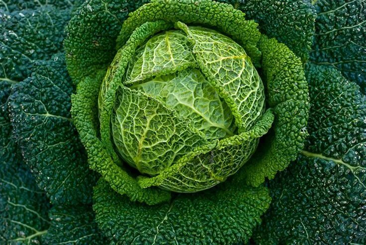 Капуста зеленая фото Odla kålväxter - grönkål, svartkål, vitkål m.fl Types of cabbage, Cabbage, Veget