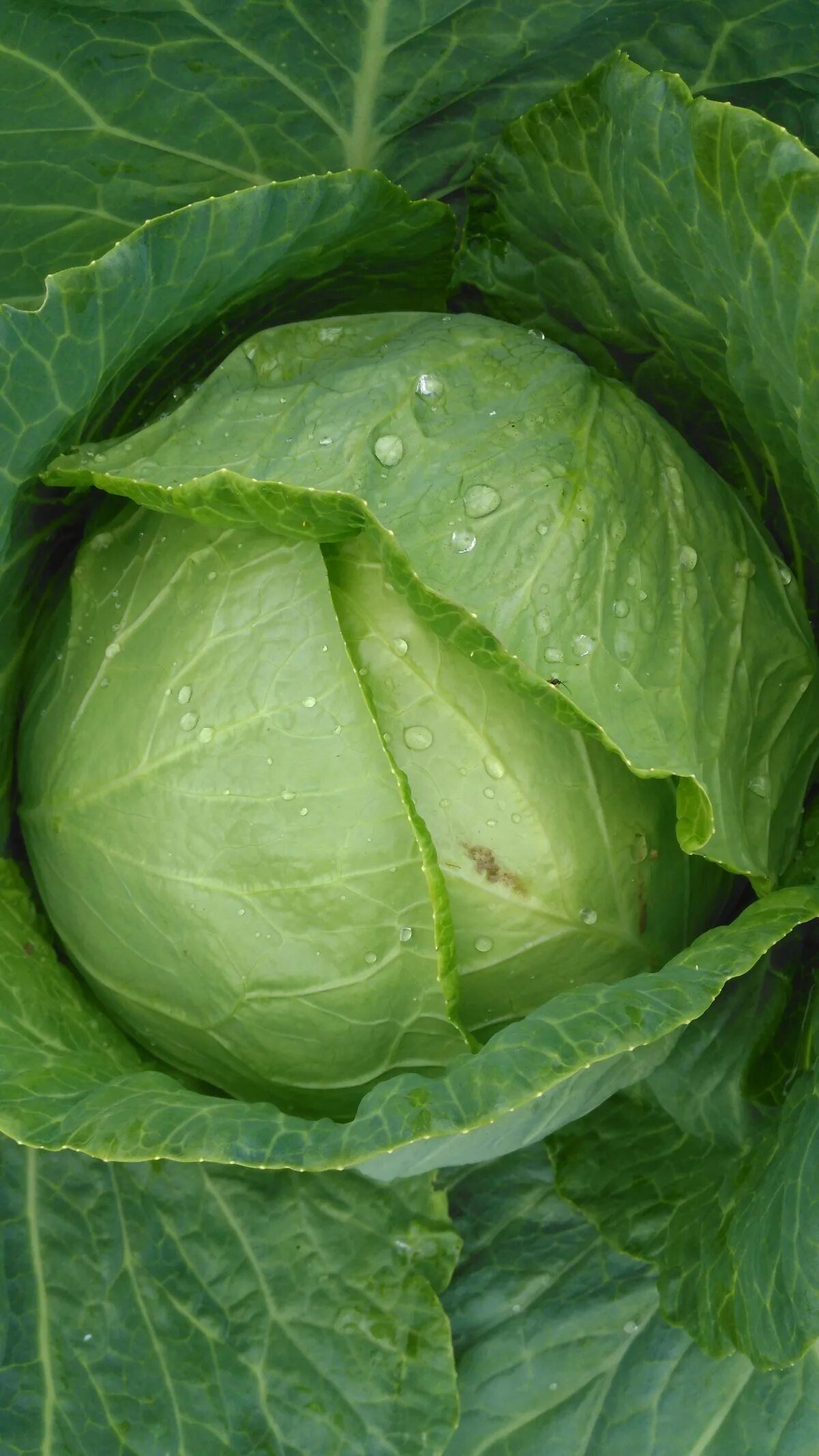 Капуста зеленая фото Free Images : plant, green, produce, natural, cabbage, brassica, collard greens,