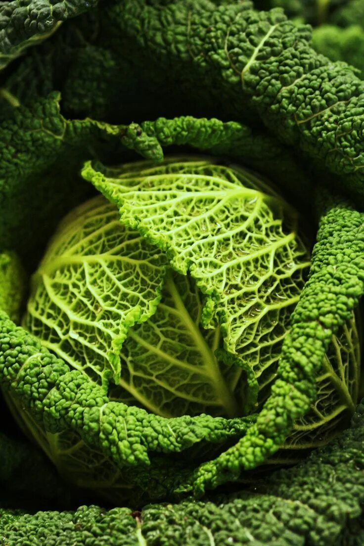 Капуста зеленая фото cabbage soup cabbage cabbage salad cabbage recipes cabbage salads in 2023 Food g